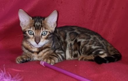 Am 28.05.2022 geborene, drei wunderschöne, gesunde