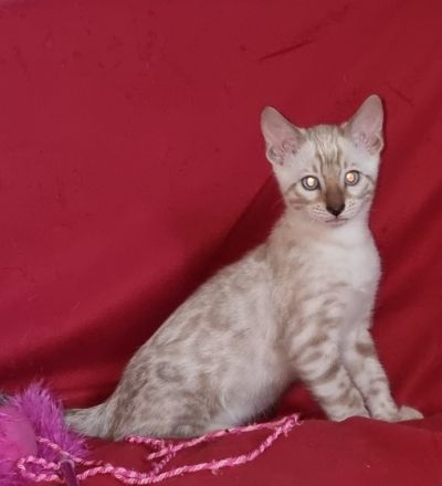 Am 28.05.2022 geborene, drei wunderschöne, gesunde