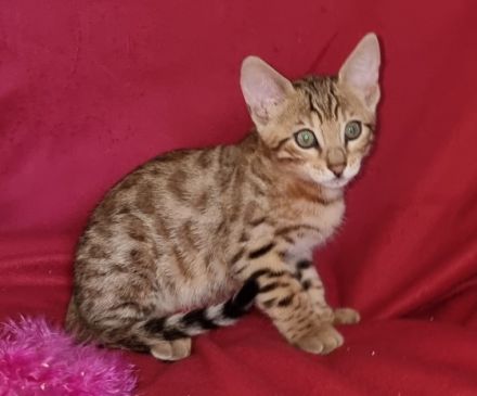 Am 28.05.2022 geborene, drei wunderschöne, gesunde