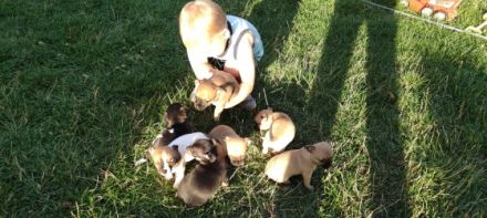 Am 22.6.2022 wurden sieben hübsche Chihuahua Welpen