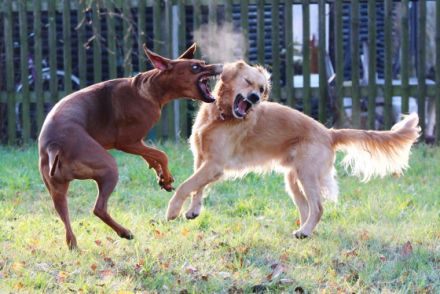 Ausbildung zert. Hundetrainer Fachrichtung Problemtherapie