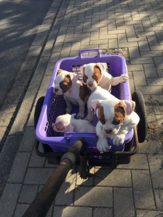 Champion Blut Linie Bully Typ Ausgewertet Eltern Tiere