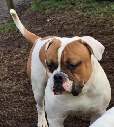Champion Blut Linie Bully Typ Ausgewertet Eltern Tiere