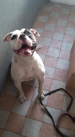 Champion Blut Linie Bully Typ Ausgewertet Eltern Tiere