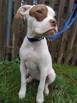 Champion Blut Linie Bully Typ Ausgewertet Eltern Tiere