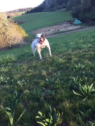 Champion Blut Linie Bully Typ Ausgewertet Eltern Tiere