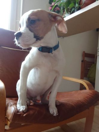 Champion Blut Linie Bully Typ Ausgewertet Eltern Tiere