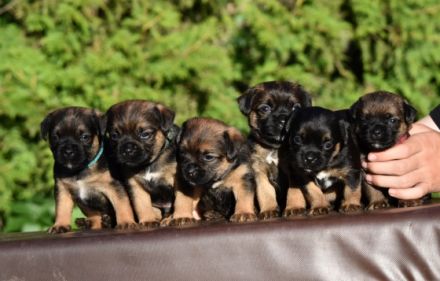 Wir haben den LETZTEN VERFÜGBAREN WELPEN BORDER TERRIER