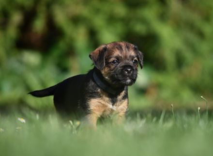 Wir haben den LETZTEN VERFÜGBAREN WELPEN BORDER TERRIER