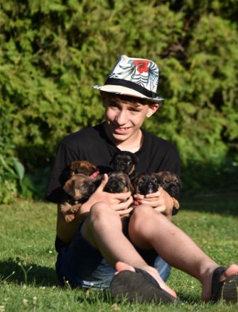 Wir haben den LETZTEN VERFÜGBAREN WELPEN BORDER TERRIER