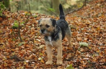 Wir haben den LETZTEN VERFÜGBAREN WELPEN BORDER TERRIER