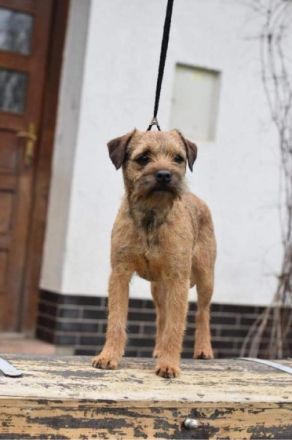 Wir haben den LETZTEN VERFÜGBAREN WELPEN BORDER TERRIER