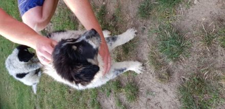 Ab dem 13.08.22 können 4 griechische Hütehundwelpen ihr