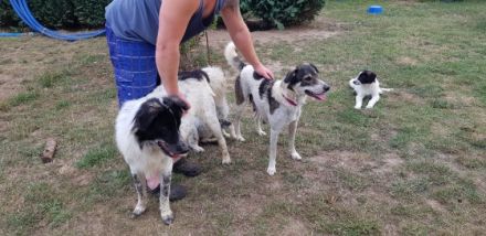 Ab dem 13.08.22 können 4 griechische Hütehundwelpen ihr