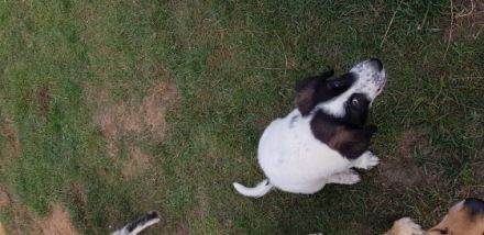 Ab dem 13.08.22 können 4 griechische Hütehundwelpen ihr