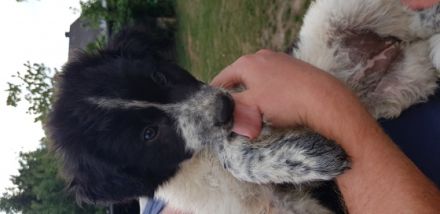 Ab dem 13.08.22 können 4 griechische Hütehundwelpen ihr