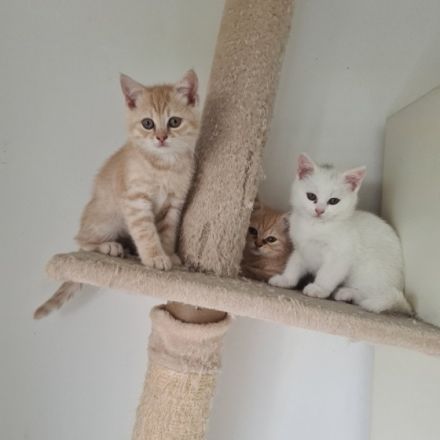 Zuckersüsse Kitten suchen ein neues Zuhause, Unsere