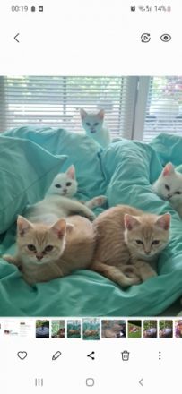 Zuckersüsse Kitten suchen ein neues Zuhause, Unsere