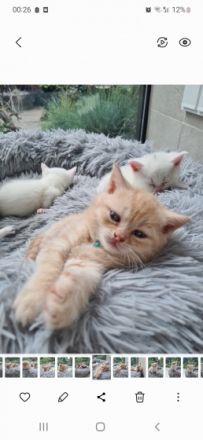 Zuckersüsse Kitten suchen ein neues Zuhause, Unsere