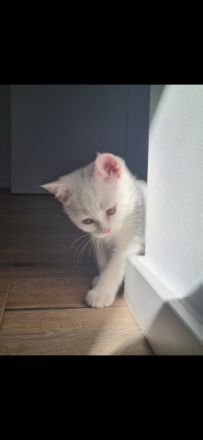 Zuckersüsse Kitten suchen ein neues Zuhause, Unsere