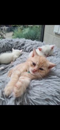 Zuckersüsse Kitten suchen ein neues Zuhause, Unsere