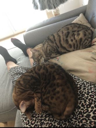 Simba und Mogli, Schweren Herzens muss ich mich aus