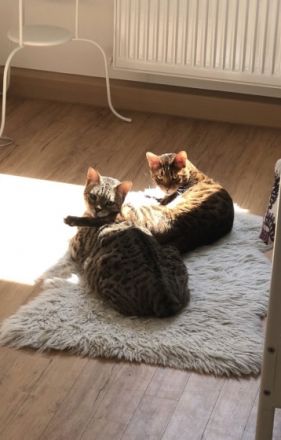 Simba und Mogli, Schweren Herzens muss ich mich aus