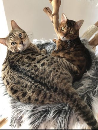 Simba und Mogli, Schweren Herzens muss ich mich aus