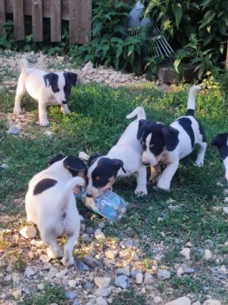 Kerngesunde 8Wochen junge Jack Russel Terrier Welpen