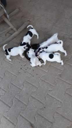 Kerngesunde 8Wochen junge Jack Russel Terrier Welpen