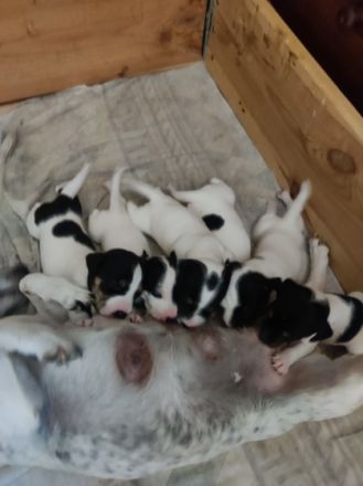 Kerngesunde 8Wochen junge Jack Russel Terrier Welpen