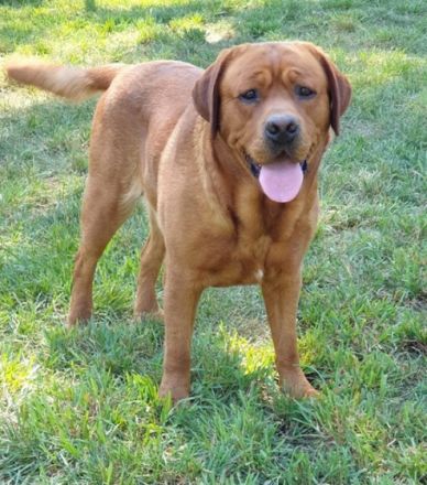 Rubywood Crimson Red Benson