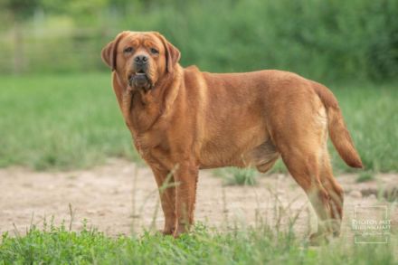 Rubywood Crimson Red Benson
