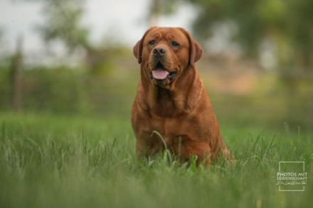 Rubywood Crimson Red Benson