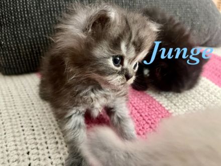 Hallo Zusammen, unsere Lissy ist zum 3. mal Mama