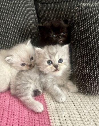 Hallo Zusammen, unsere Lissy ist zum 3. mal Mama