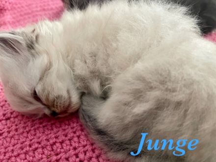 Hallo Zusammen, unsere Lissy ist zum 3. mal Mama