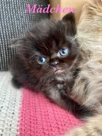 Hallo Zusammen, unsere Lissy ist zum 3. mal Mama