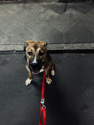 Bruno, Dogo Argentino/Boerboel, Mischling