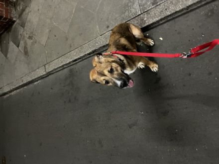 Bruno, Dogo Argentino/Boerboel, Mischling