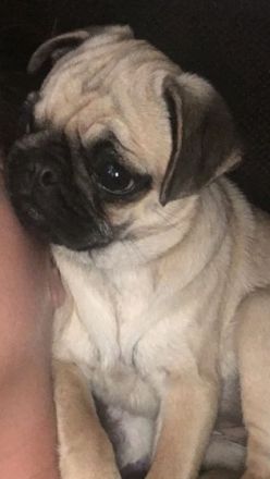 Hallo liebe Fellfreunde Mein Name ist Fully, Ich bin