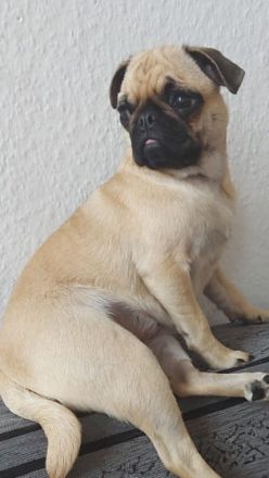 Hallo liebe Fellfreunde Mein Name ist Fully, Ich bin