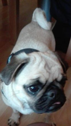 Hallo liebe Fellfreunde Mein Name ist Fully, Ich bin