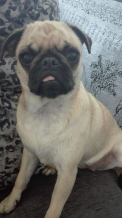 Hallo liebe Fellfreunde Mein Name ist Fully, Ich bin