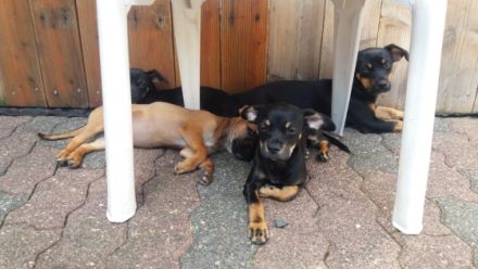 Hallo, wir sind 7 kleine Mischlingswelpen und suchen ab