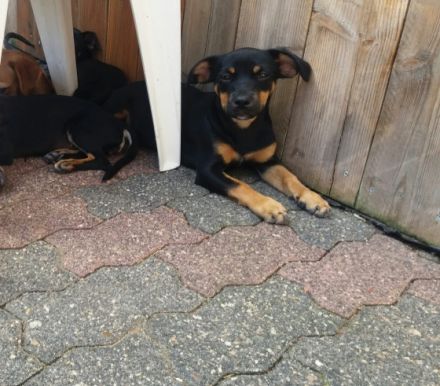 Hallo, wir sind 7 kleine Mischlingswelpen und suchen ab