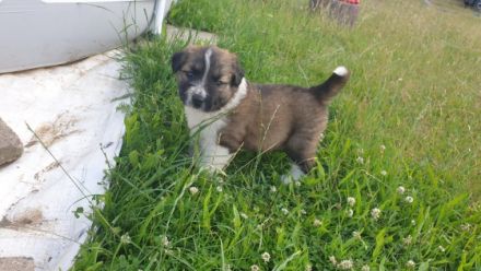 Am 26.05.2022 sind unsere 5 Mäuse ( 2Hündin/ 3 Rüden