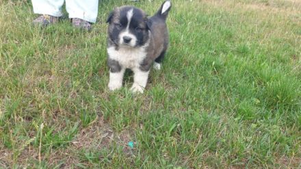 Am 26.05.2022 sind unsere 5 Mäuse ( 2Hündin/ 3 Rüden