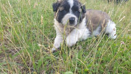 Am 26.05.2022 sind unsere 5 Mäuse ( 2Hündin/ 3 Rüden