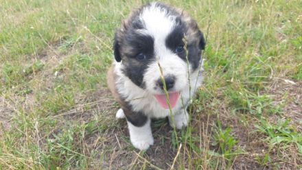 Am 26.05.2022 sind unsere 5 Mäuse ( 2Hündin/ 3 Rüden